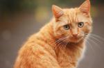 К чему снится рыжий кот в русском народном соннике
