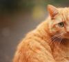 К чему снится рыжий кот в русском народном соннике